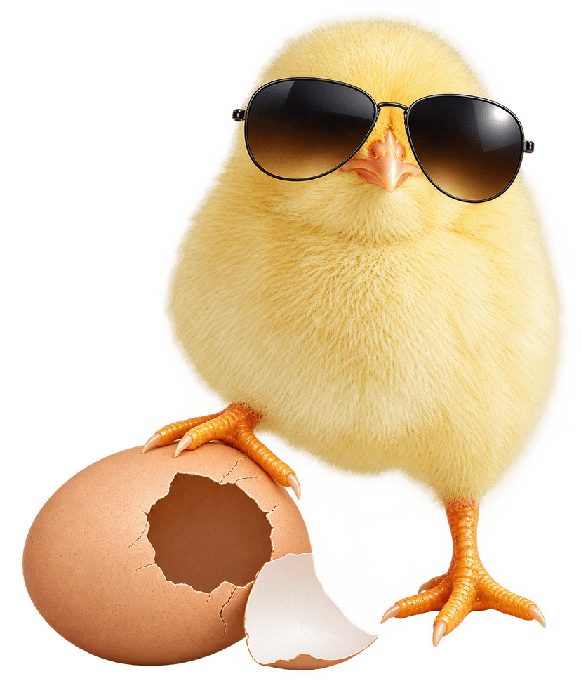 Ayam Cool 1